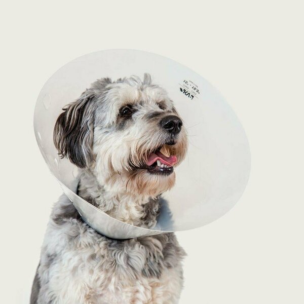 Vetone Elizabethan Collar, 13-1/2in. - 17in. Neck Circumference, Clear 619006